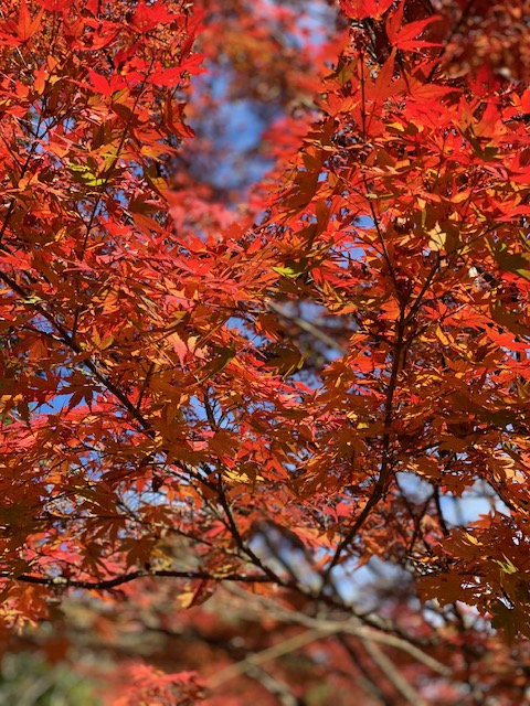 紅葉