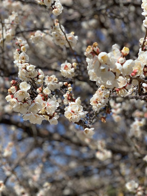 梅の花